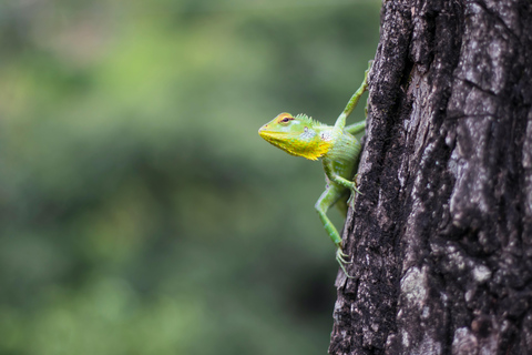 Rainforest Bird Photography Trek in Kitulgala