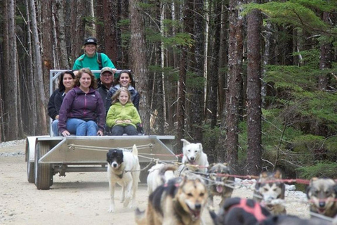 Skagway, Alaska: Musher's Camp® Dog Sled Adventure Skagway: Musher's Camp Dog Sled Adventure