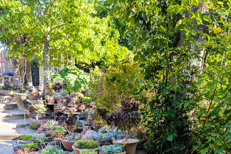 Tbilisi: Hidden Garden Photoshoot with Optional Lunch