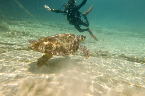 Paphos: Entdecken Sie das Tauchen mit Abholung