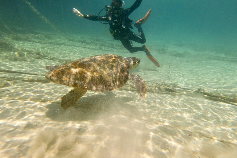 Paphos: Entdecken Sie das Tauchen mit Abholung