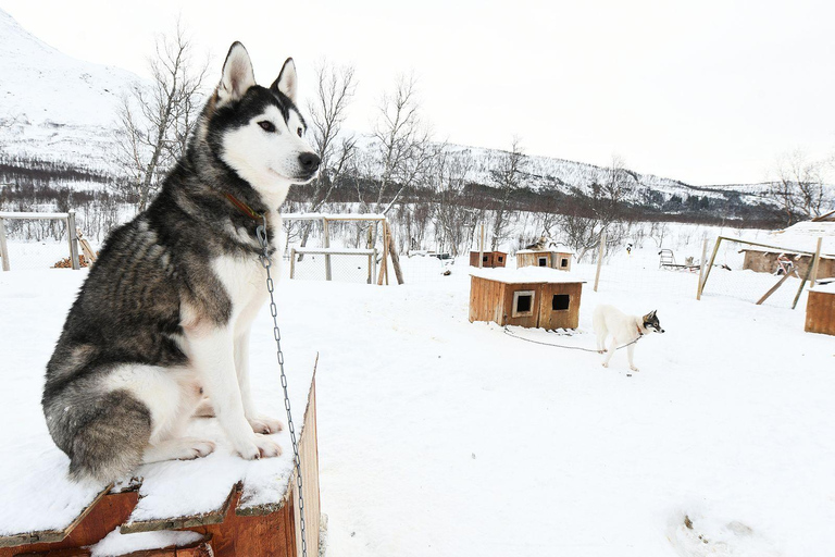 Bodø-Saltdal: Dog Sledding Adventure