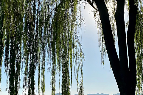 From Shanghai: One-Day Hangzhou Longjing Village Niche Tour