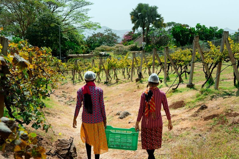 From Bangalore: Grover Zampa Vineyard Tour with Wine Tasting