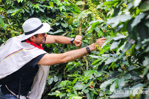 From Medellin: Coffee and Comuna 13 Tour with PRIVATE transportation From Medellin: Coffee Tour and Comuna 13 with PRIVATE transportation