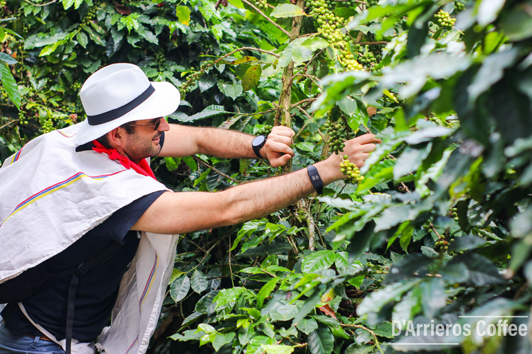 From Medellin: Coffee and Comuna 13 Tour with PRIVATE transportation From Medellin: Coffee Tour and Comuna 13 with PRIVATE transportation