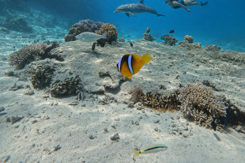 Hurghada: 5-Hours Sunset Dolphin House Snorkeling with Lunch Private Hurghada: 3-Hour Dolphin Sunset & Snorkel Cruise