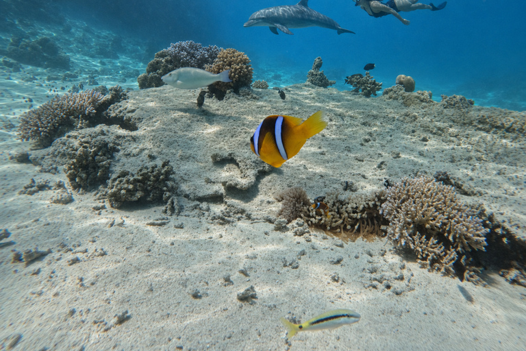 Hurghada: 5-Hours Sunset Dolphin House Snorkeling with Lunch