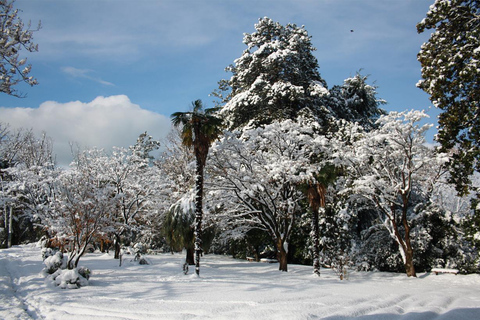 Black Sea: Magnetic Beach and Batumi Botanical Garden Tour