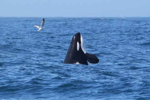 Morro Bay: Whale Watching with Lost Isle Adventures