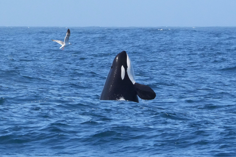 Morro Bay: Whale Watching with Lost Isle Adventures
