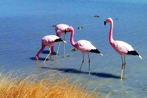 Desde Uyuni: Gêiseres e Salar de Uyuni 3 dias | Flamingos