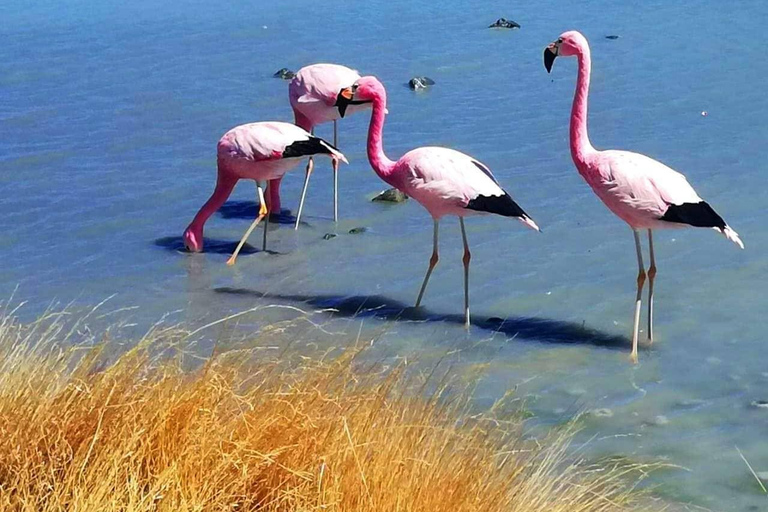 Desde Uyuni: Gêiseres e Salar de Uyuni 3 dias | Flamingos