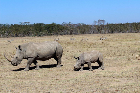 Day Trip to Lake Nakuru National Park From Nairobi