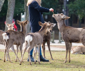 Nara: Enjoy the Highlights of Nara in 3 Hours