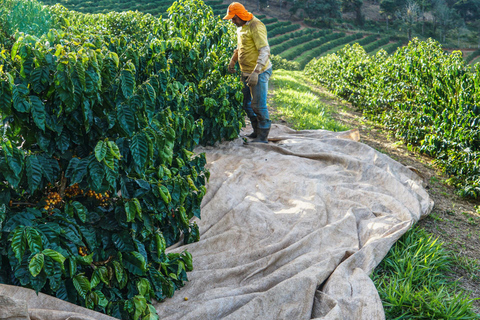 Rio de Janeiro: Coffee Farm Tour with Tasting