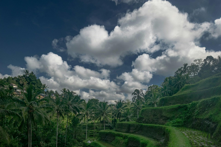 Ubud: Foresta delle scimmie, cascata di Tegenungan e terrazze di riso