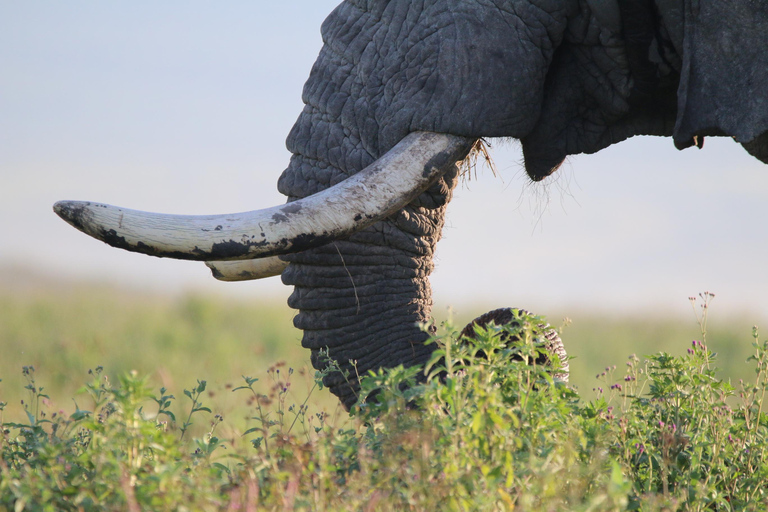 3 Días - Tarangire y Cráter del Ngorongoro