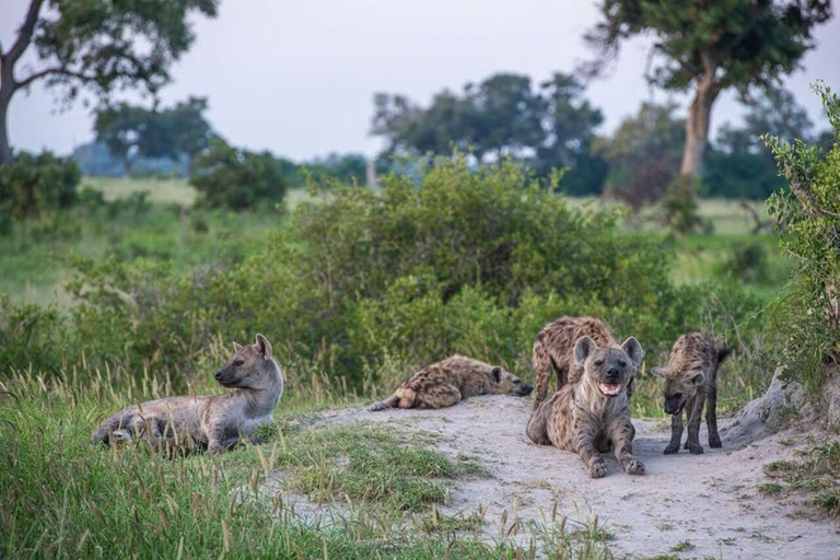 Safari Pirschfahrt mit Masuku Adventures