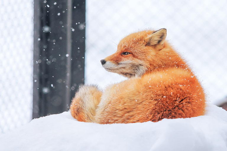 Hokkaido : excursion d'une journée au zoo d'Asahiyama, aux chutes de Shirahige et à l'étang de BieiAu départ de Sapporo : visite du zoo de Hokkaido, des chutes de Shirahige et 