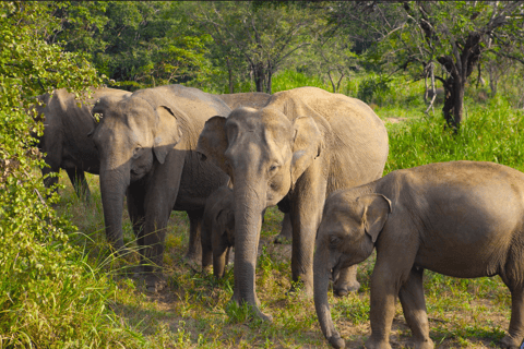 Anuradhapura: Sigiriya Fortress and Habarana Safari Tour