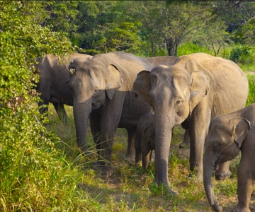 Anuradhapura: Fortaleza de Sigiriya e excursão de safari em Habarana
