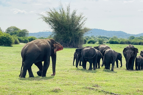 Wild Elephant Safari Tour Minneriya, Kaudulla & Hurulu ECO Start from Dambulla