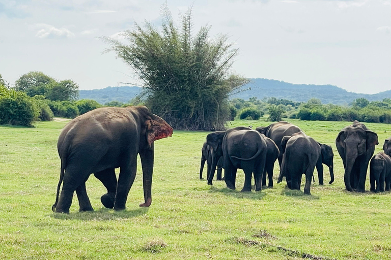 Wild Elephant Safari Tour Minneriya, Kaudulla & Hurulu ECO Start from Dambulla