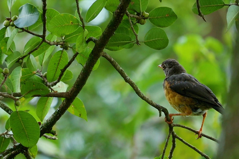 From Nairobi: Ondiri Wetland Guided Walking Tour