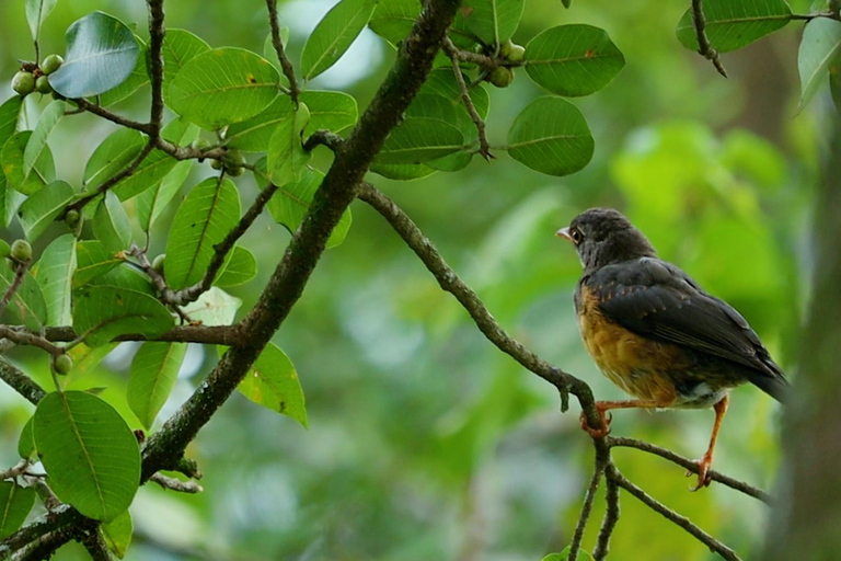 From Nairobi: Ondiri Wetland Guided Walking Tour