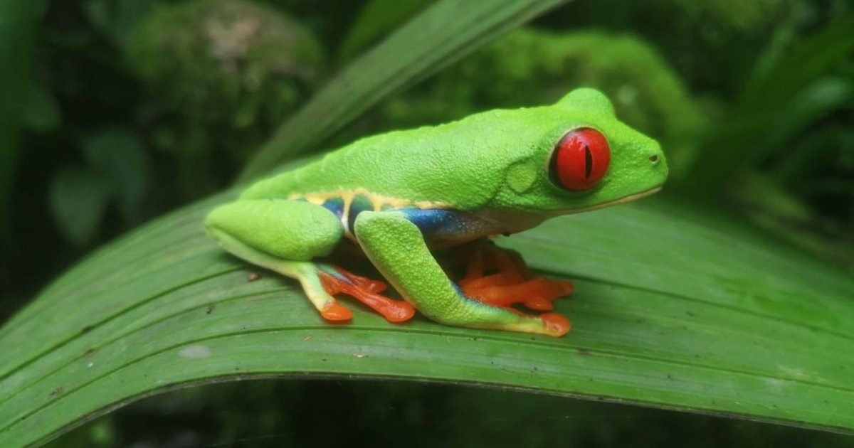 From San Jose: La Paz Waterfall Gardens Guided Day Tour | GetYourGuide