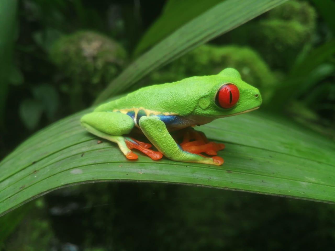Von San Jose aus: La Paz Waterfall Gardens Geführte Tagestour