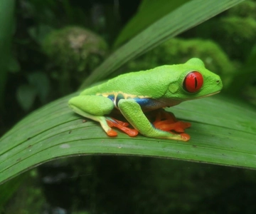 From San Jose: La Paz Waterfall Gardens Guided Day Tour