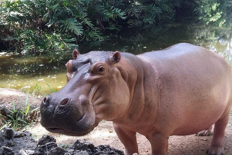 Demi-journée au parc national de Nairobi avec prise en charge gratuite