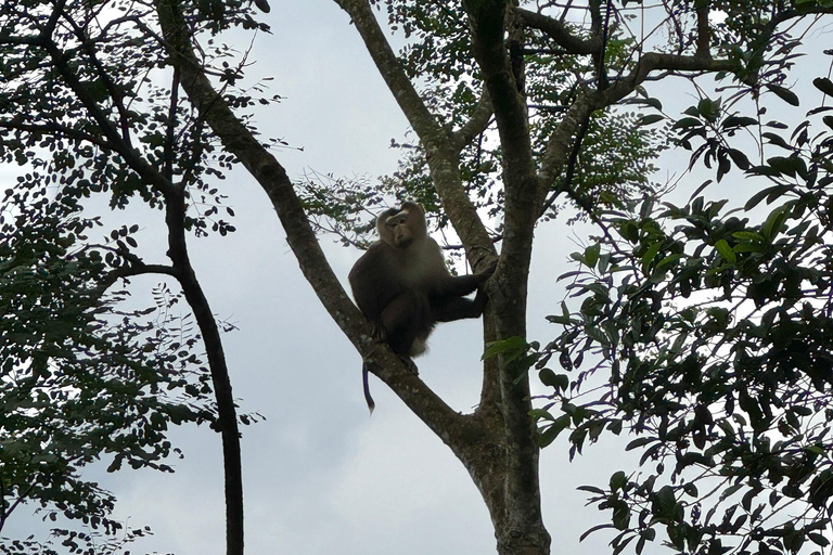 Santuario de My Son y Senderismo de Montaña - PeregrinaciónMi hijo Santuario Viaje de madrugada
