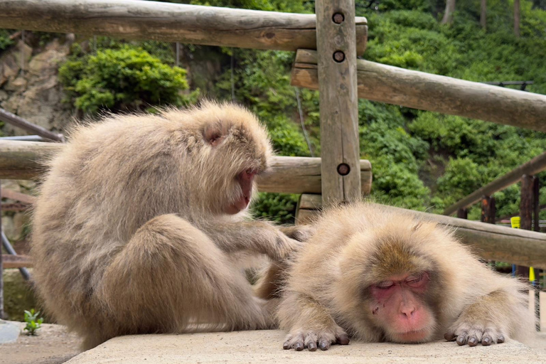 Nagano: Snow Monkey Park, Soba Lunch, and Shibu Onsen Tour Tour + Onsen Stamp Towel