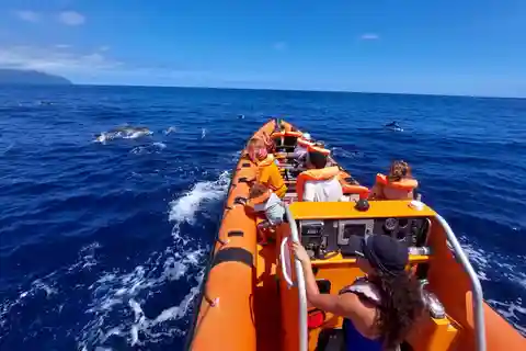 São Miguel, Azoren: Walvissen en dolfijnen kijken