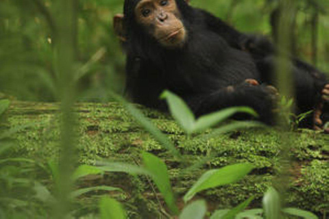 Uganda:5-Day Kibale Chimps & Queen Elizabeth Wildlife Safari