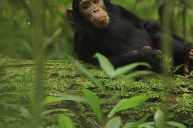 Uganda: 5-dagars Kibale Chimps &amp; Queen Elizabeth Wildlife Safari