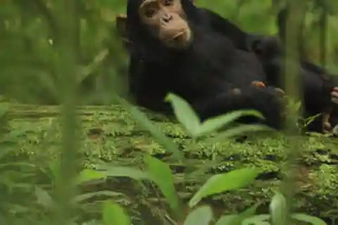 Uganda : Excursión de 1 día al Santuario de Ngamba para Chimpancés