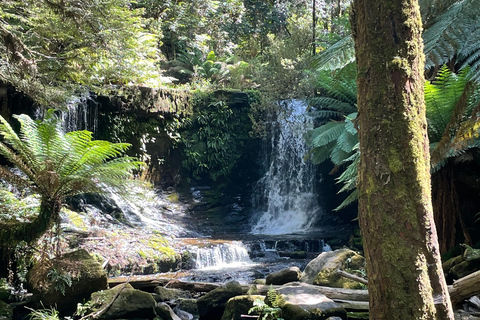 Mount Field National Park Russell Falls (6hr Private Tour)