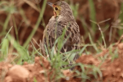 Cape Town: Kirstenbosch & False Bay Birdwatching Tour