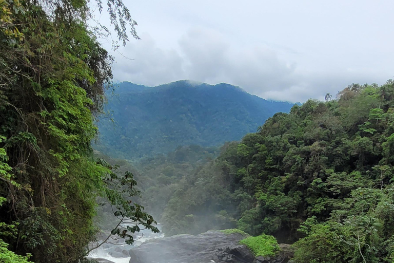 TOUR DELLA FORESTA ATLANTICA CON CASCATE - IL SENTIERO DELL&#039;OROTOUR DELLA FORESTA ATLANTICA CON CASCATE - IL SENTIERO D&#039;ORO