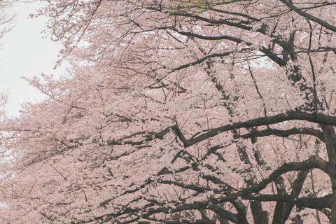 Kyoto Spring Cherry Blossom Day Tour Boat experience option