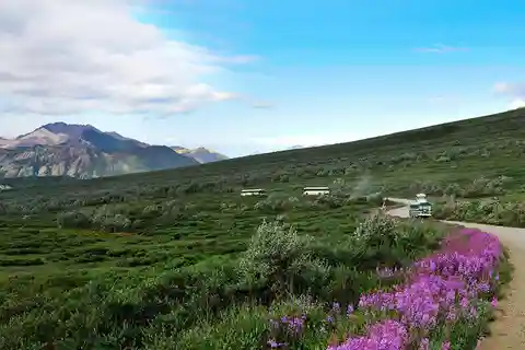 Denali National Park: Natural History Guided Bus Tour