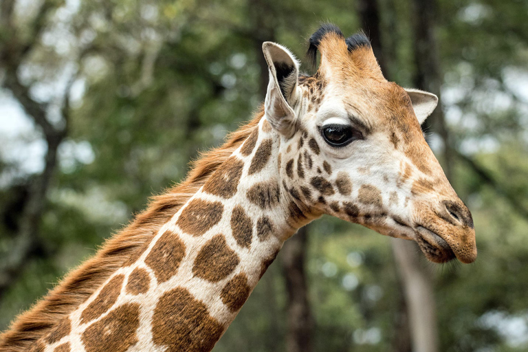 Nairobis nationalpark, elefantbarnhemmet och giraffcentret