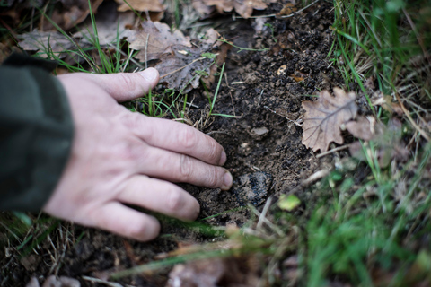 Descubra as trufas da fazenda até o garfoDescubra o mundo secreto das trufas