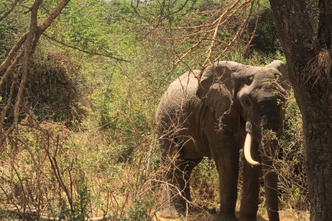 1-Tages-Safari zum Ngorongoro