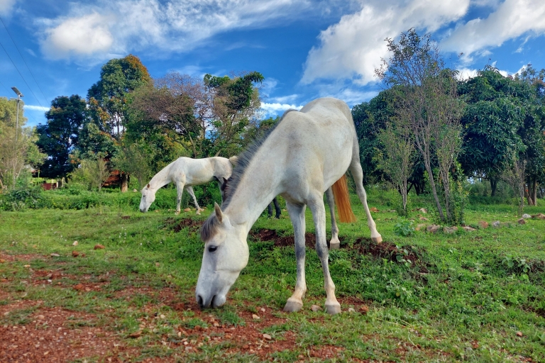 Galop gracieux, randonnée à cheval au Mont Kigali