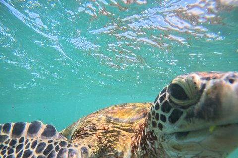 Mirissa: snorkeling privato con le tartarughe e tour fotograficoMirissa: Private Turtle Snorkeling and Photography Tour